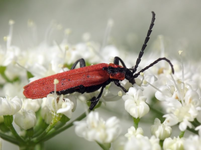 Lygistopterus sanguineus (Linnaeus, 1758)